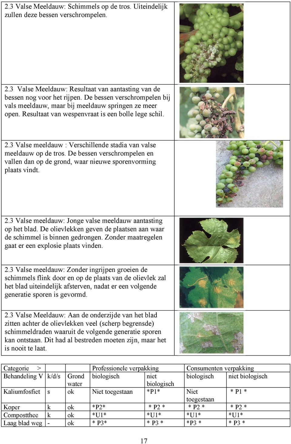 3 Valse meeldauw : Verschillende stadia van valse meeldauw op de tros. De bessen verschrompelen en vallen dan op de grond, waar nieuwe sporenvorming plaats vindt. 2.