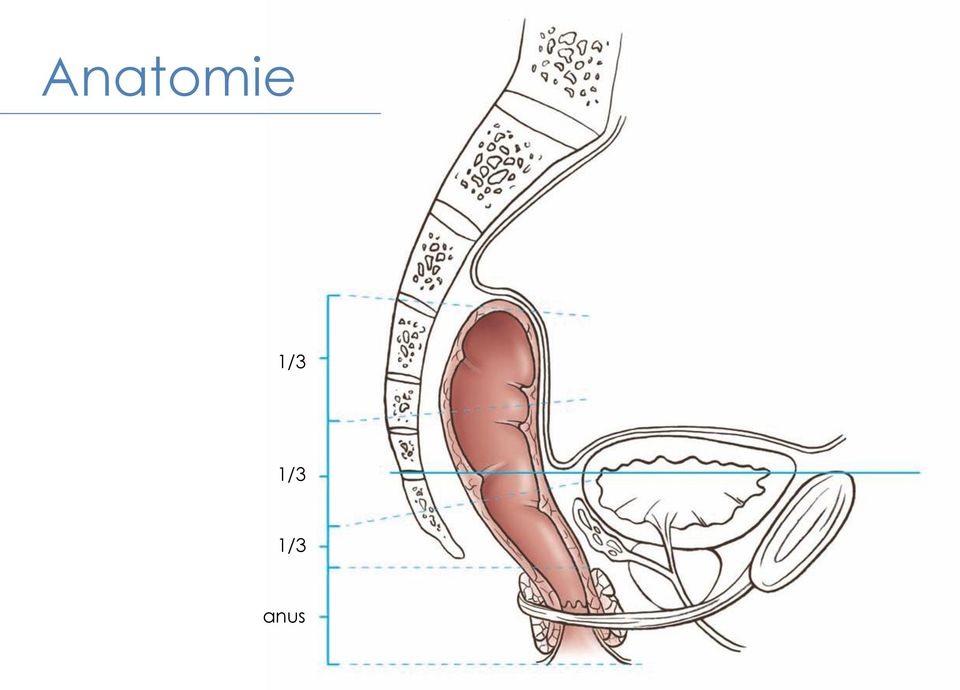 1/3 anus
