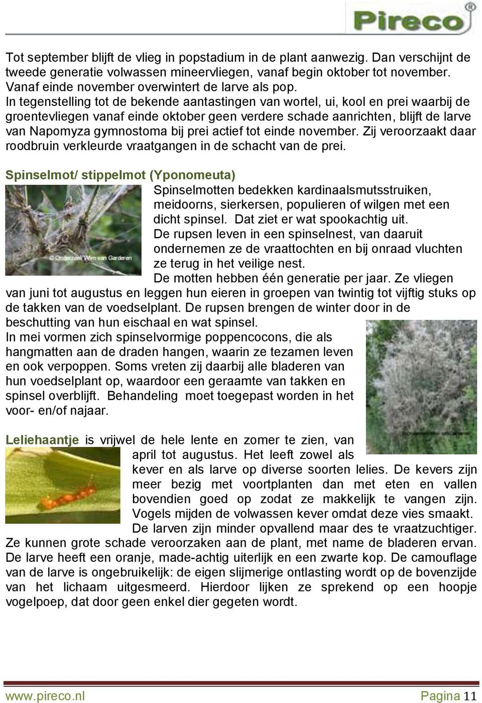 In tegenstelling tot de bekende aantastingen van wortel, ui, kool en prei waarbij de groentevliegen vanaf einde oktober geen verdere schade aanrichten, blijft de larve van Napomyza gymnostoma bij