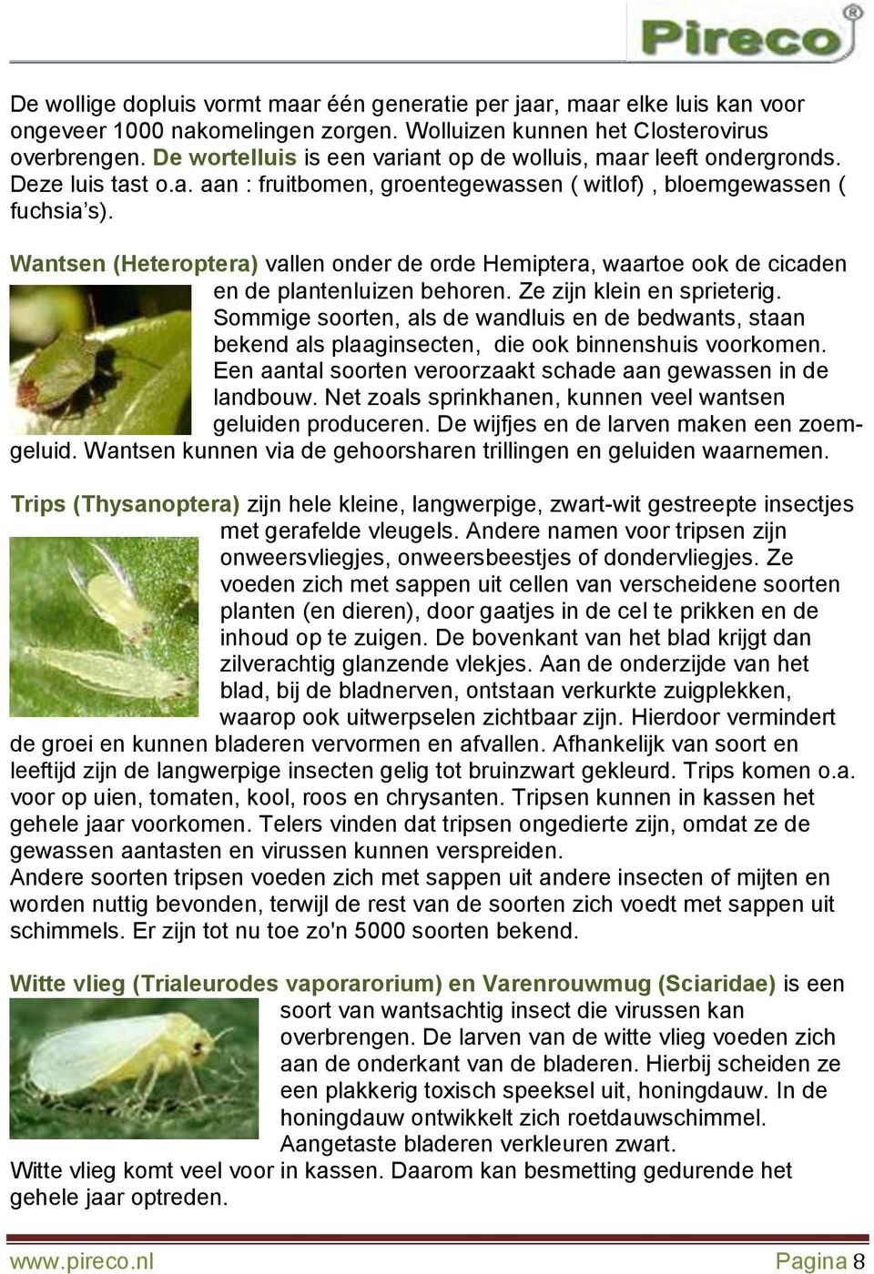 Wantsen (Heteroptera) vallen onder de orde Hemiptera, waartoe ook de cicaden en de plantenluizen behoren. Ze zijn klein en sprieterig.