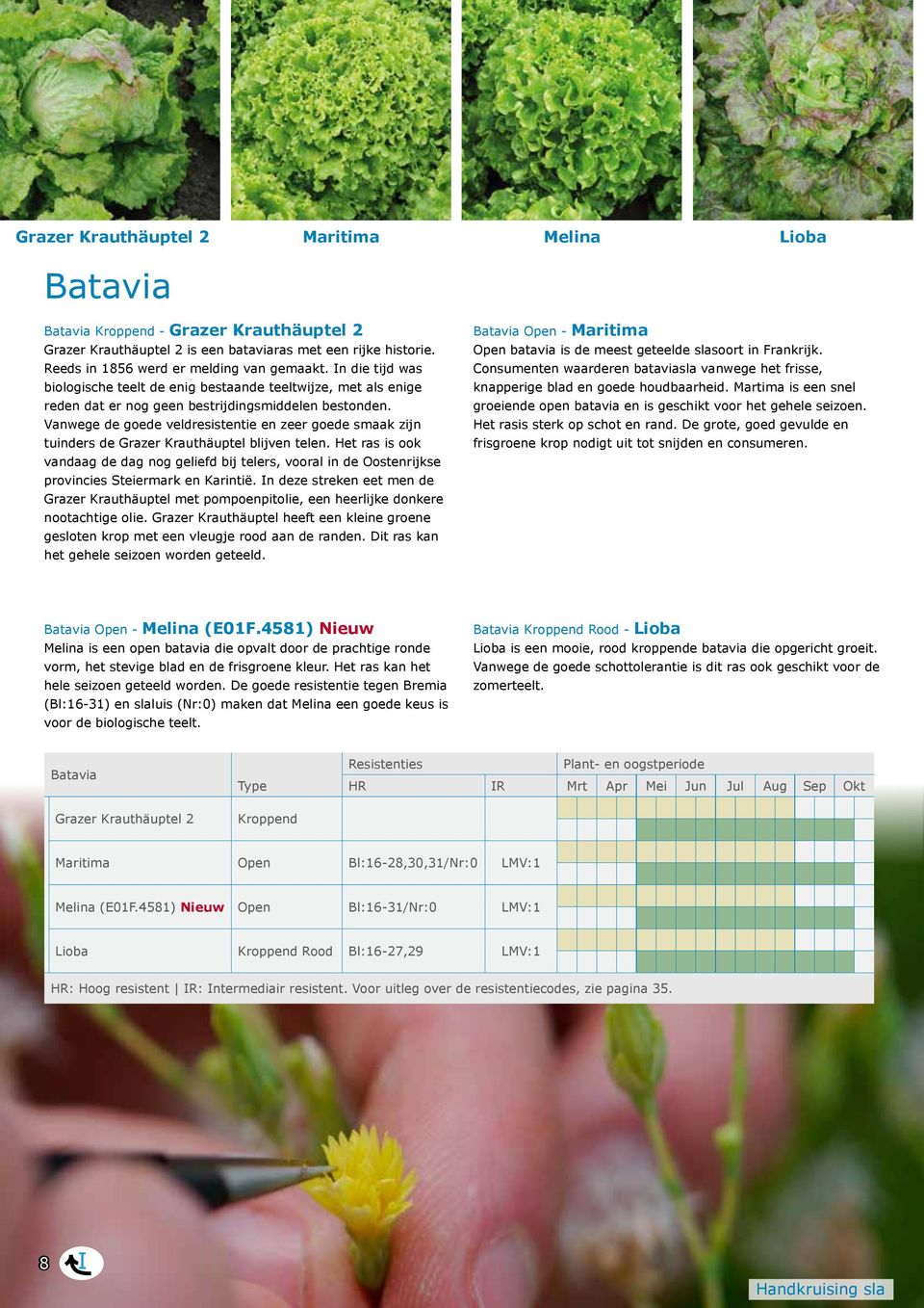 Vanwege de goede veldresistentie en zeer goede smaak zijn tuinders de Grazer Krauthäuptel blijven telen.