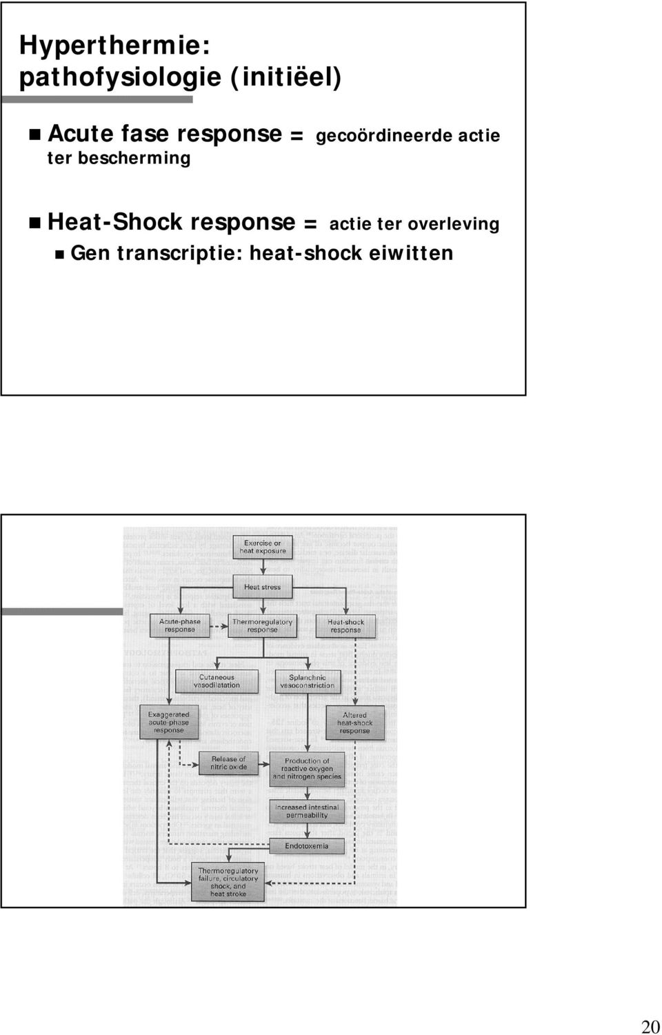 ter bescherming Heat-Shock response = actie