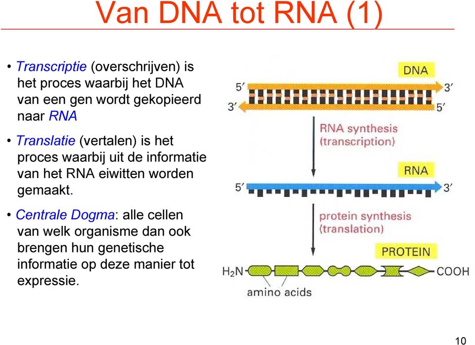 informatie van het RNA eiwitten worden gemaakt.