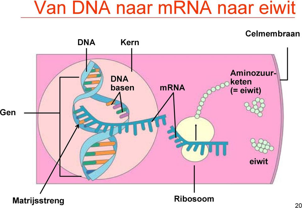 mrna Aminozuurketen (= eiwit)