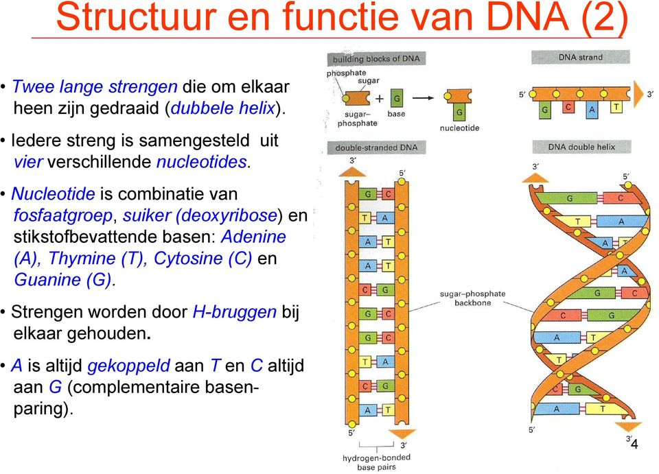 Nucleotide is combinatie van fosfaatgroep, suiker (deoxyribose) en stikstofbevattende basen: Adenine (A),