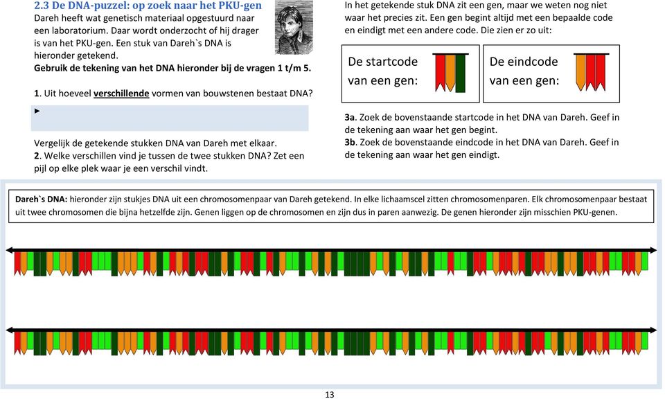 Vergelijk de getekende stukken DNA Dareh met elkaar. 2. Welke verschillen vind je tussen de twee stukken DNA? Zet een pijl op elke plek waar je een verschil vindt.