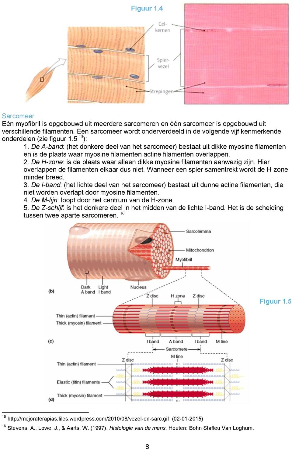 De A-band: (het donkere deel van het sarcomeer) bestaat uit dikke myosine filamenten en is de plaats waar myosine filamenten actine filamenten overlappen. 2.