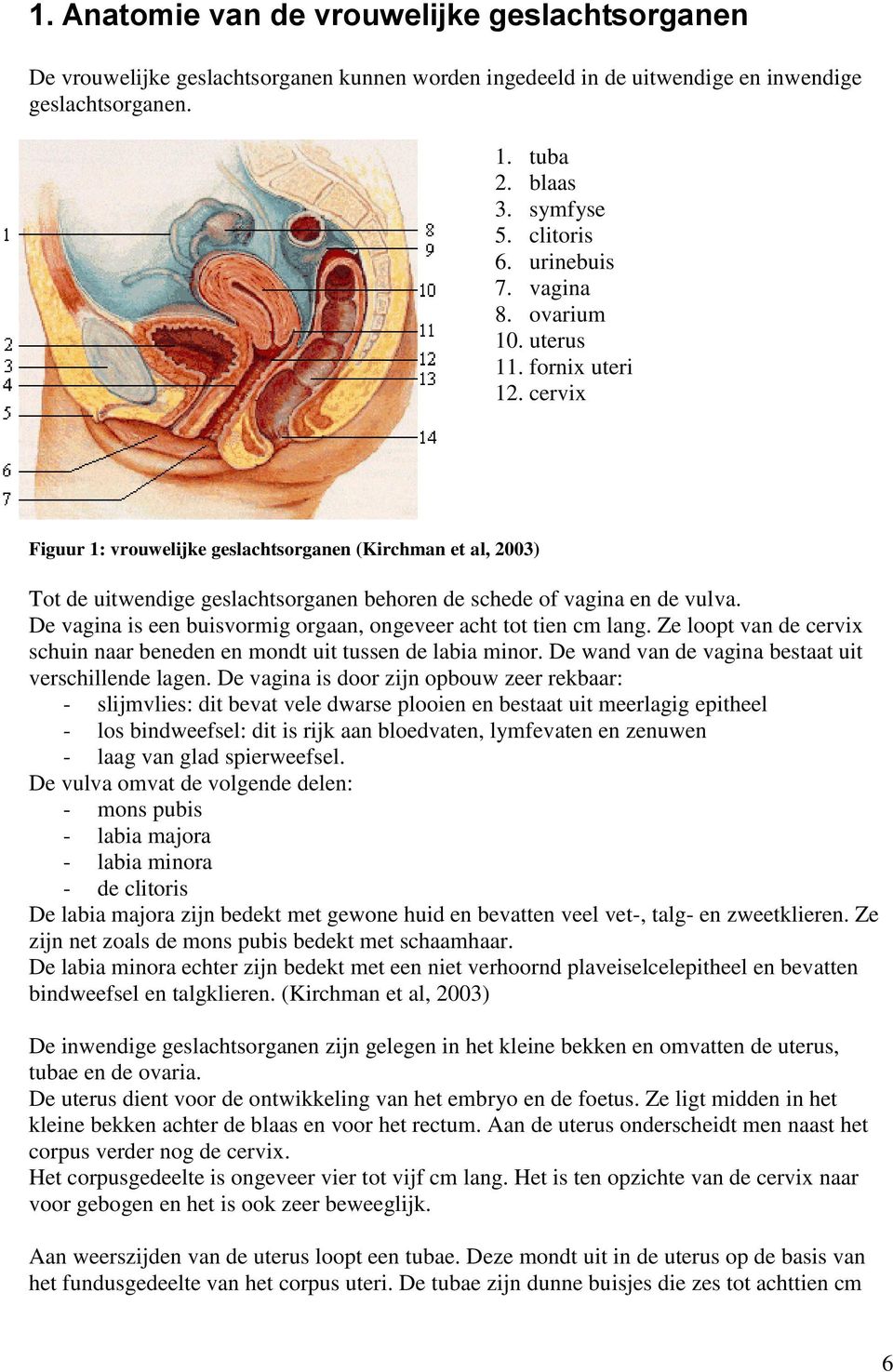cervix Figuur 1: vrouwelijke geslachtsorganen (Kirchman et al, 2003) Tot de uitwendige geslachtsorganen behoren de schede of vagina en de vulva.