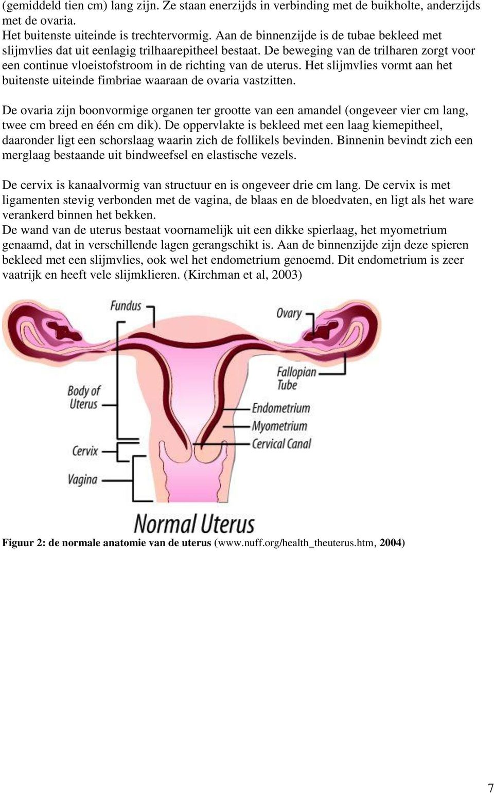 Het slijmvlies vormt aan het buitenste uiteinde fimbriae waaraan de ovaria vastzitten.