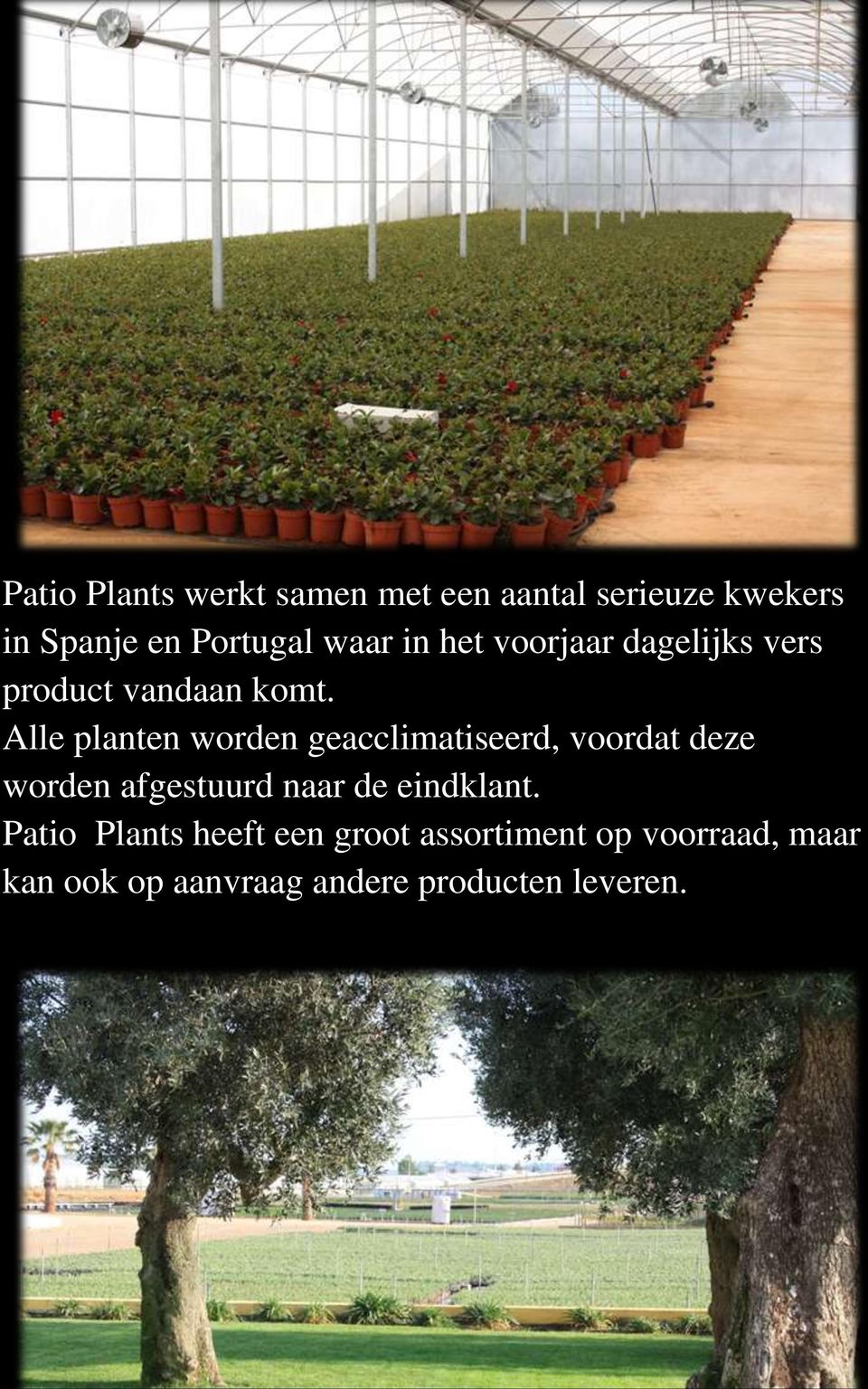 Alle planten worden geacclimatiseerd, voordat deze worden afgestuurd naar de