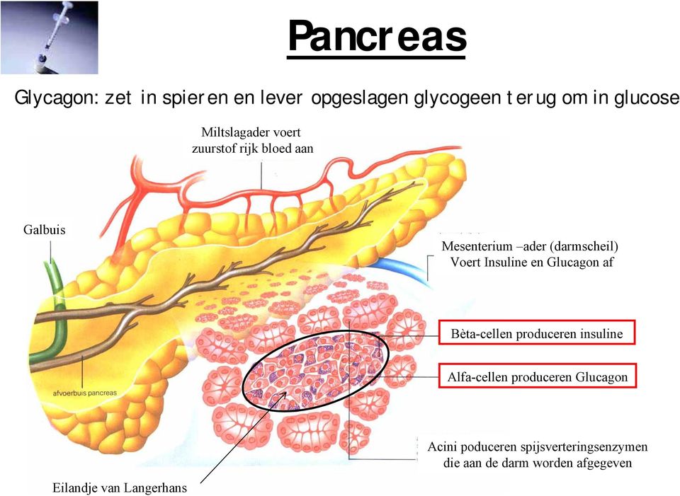 Insuline en Glucagon af Bèta-cellen produceren insuline Alfa-cellen produceren Glucagon