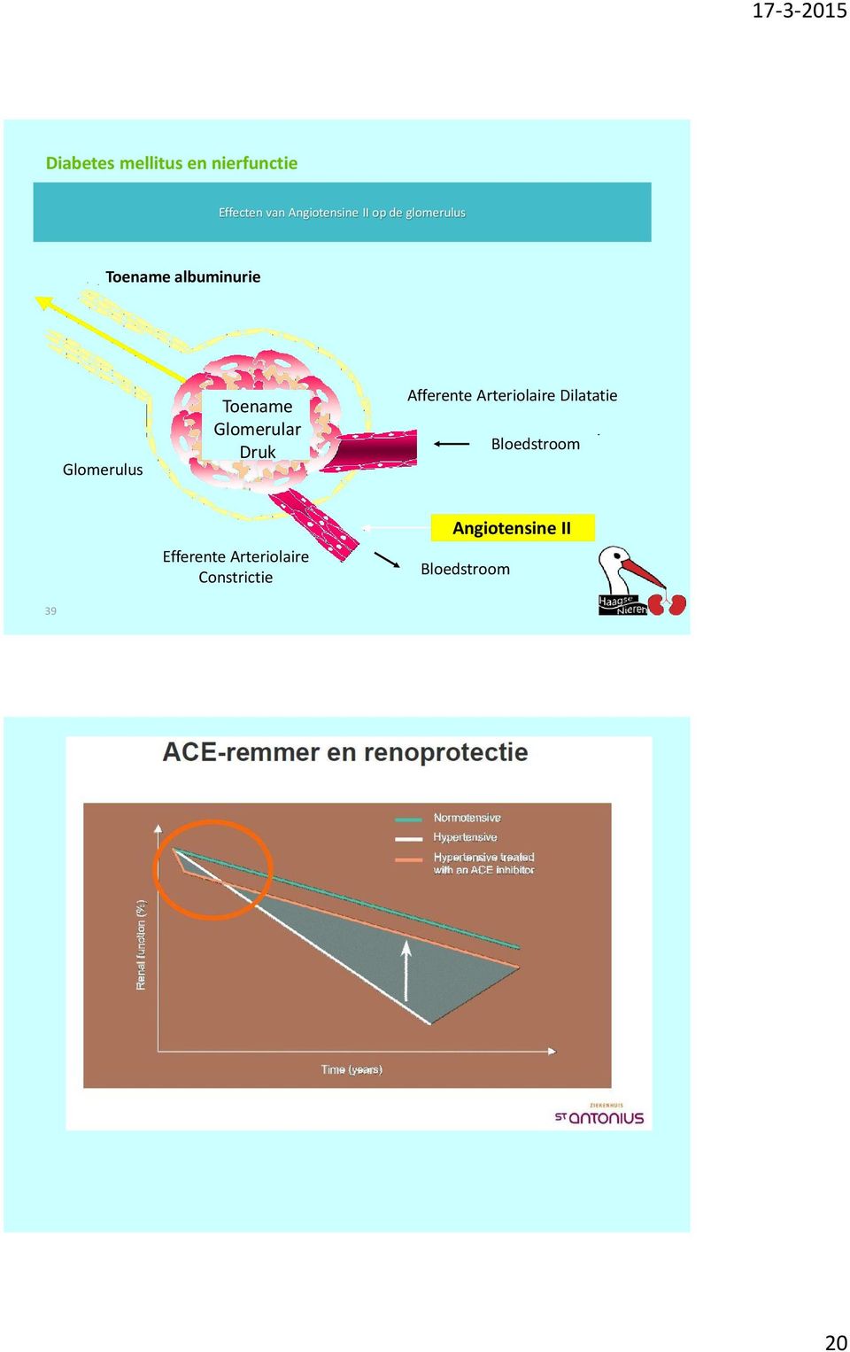 Glomerular Druk Afferente Arteriolaire Dilatatie Bloedstroom