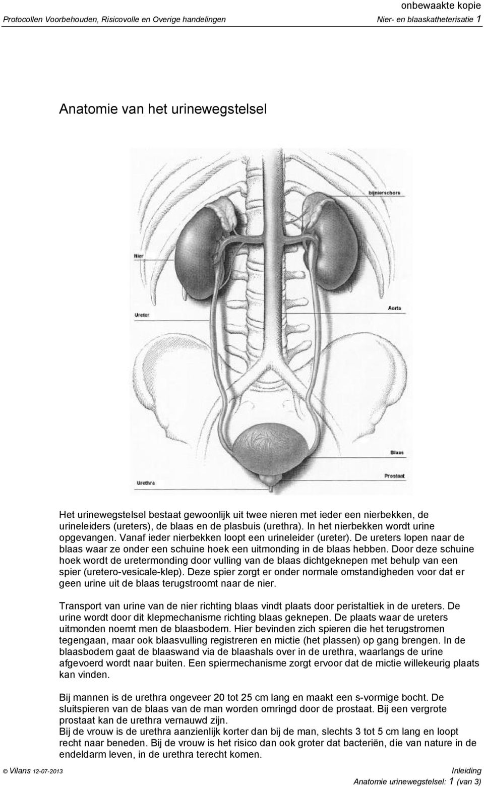 De ureters lopen naar de blaas waar ze onder een schuine hoek een uitmonding in de blaas hebben.