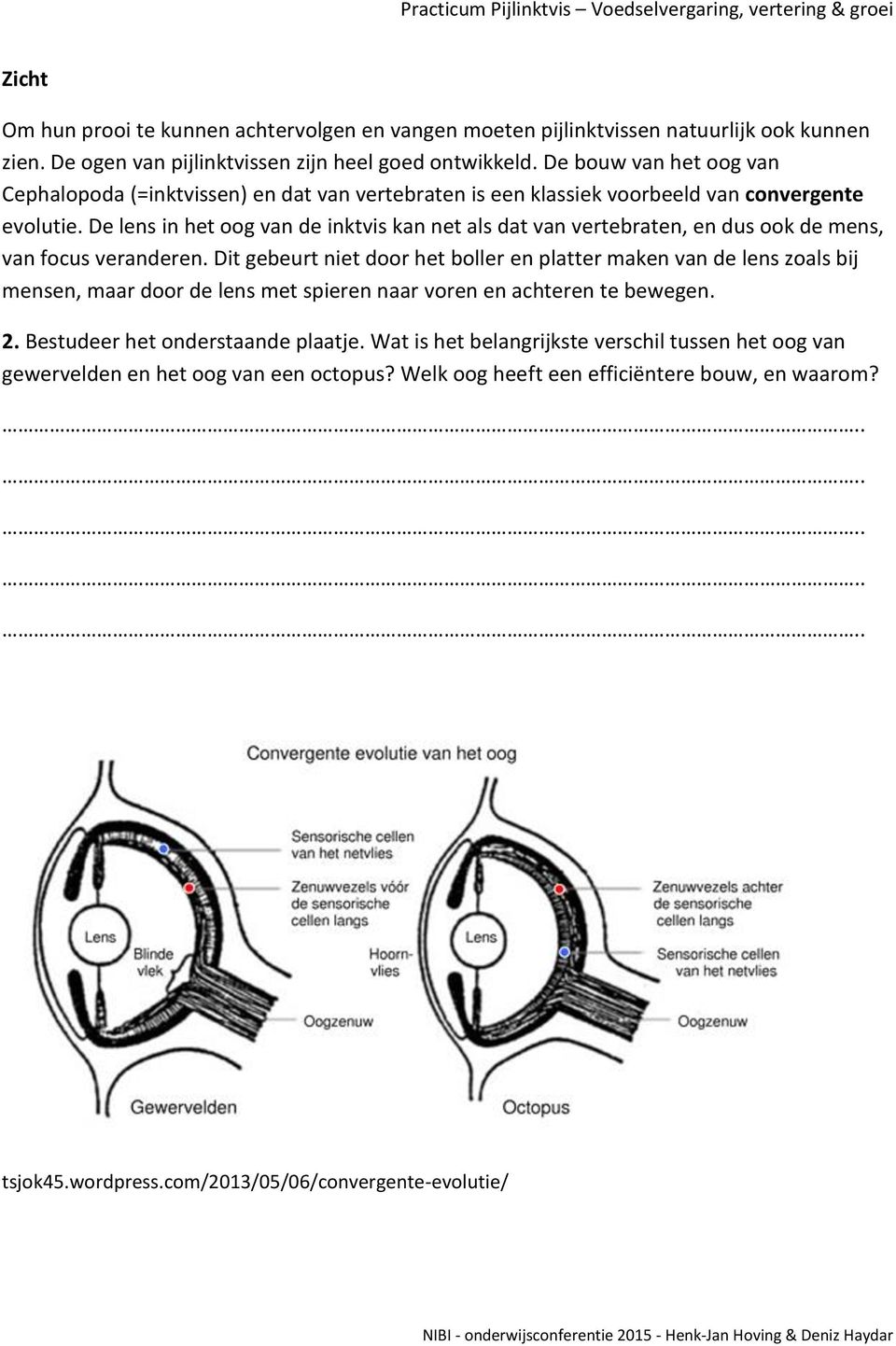 De lens in het oog van de inktvis kan net als dat van vertebraten, en dus ook de mens, van focus veranderen.