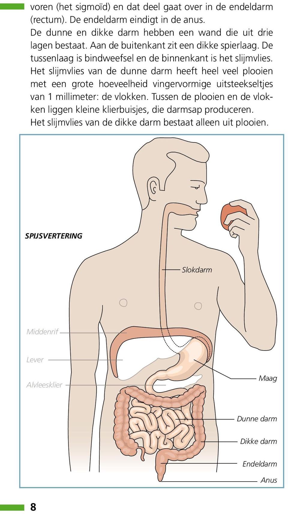 De tussenlaag is bindweefsel en de binnenkant is het slijmvlies.