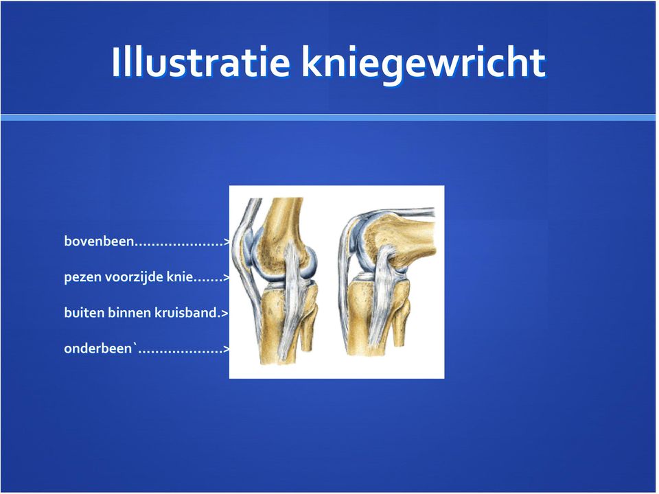 voorzijde knie.