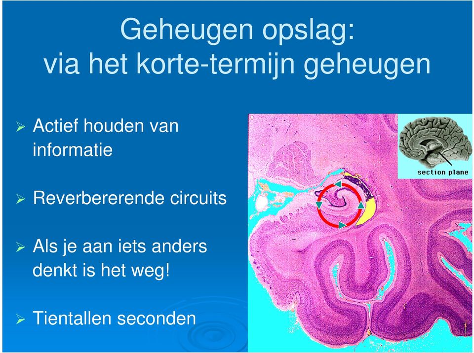 Reverbererende circuits Als je aan iets