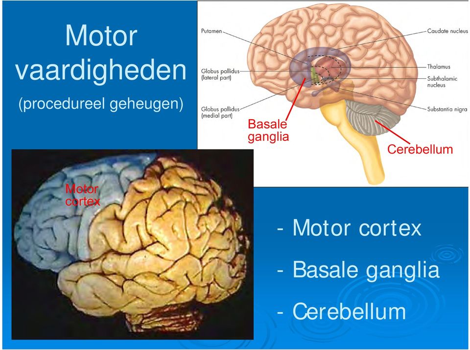 Cerebellum Motor cortex - Motor