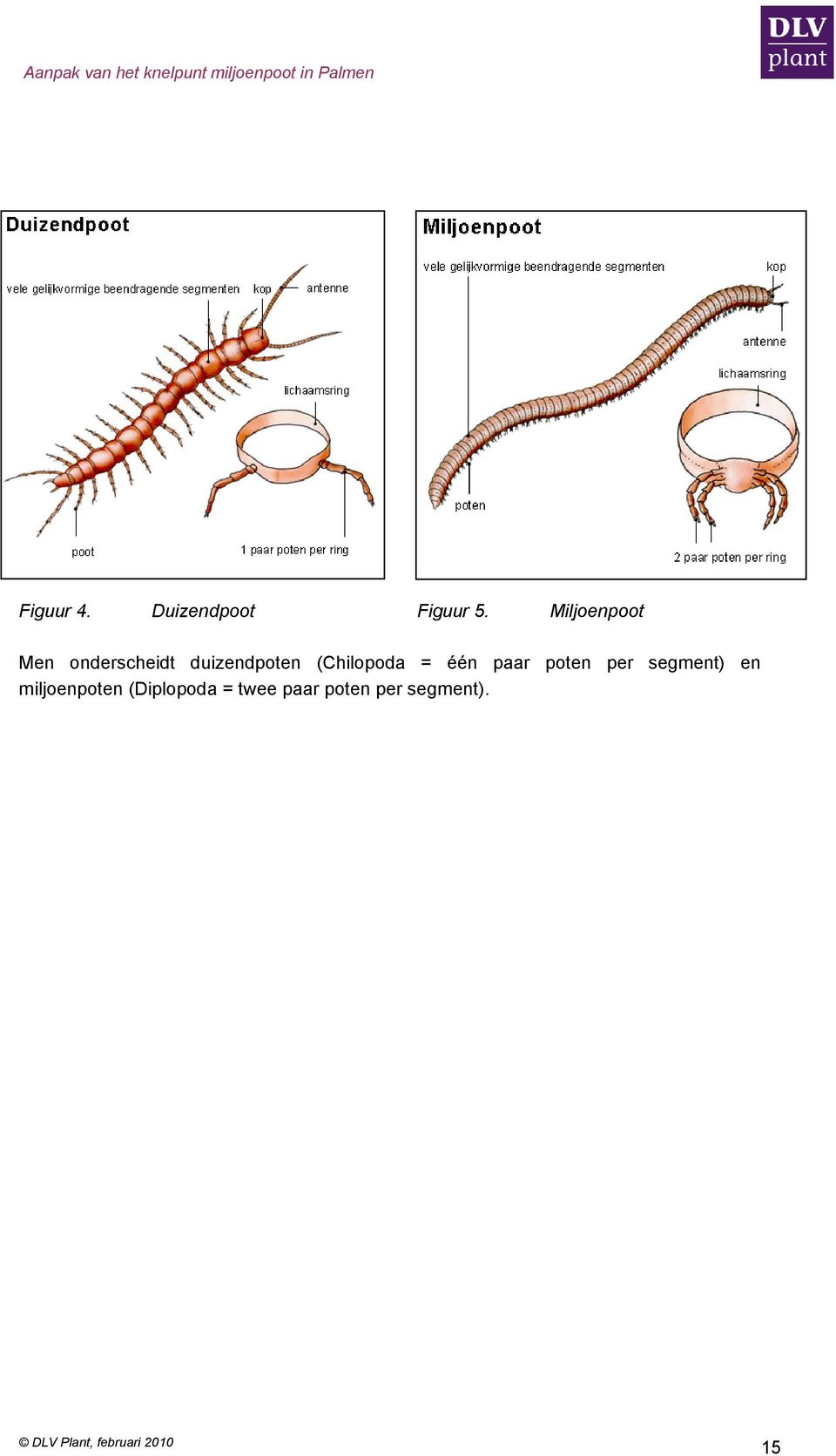 (Chilopoda = één paar poten per segment) en