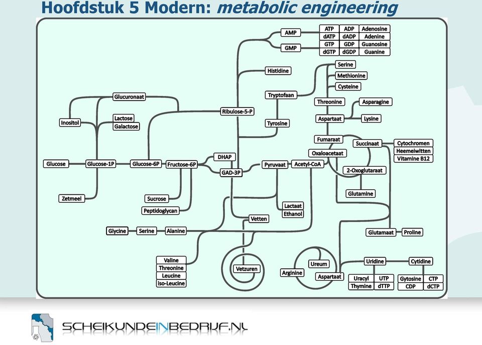 metabolic