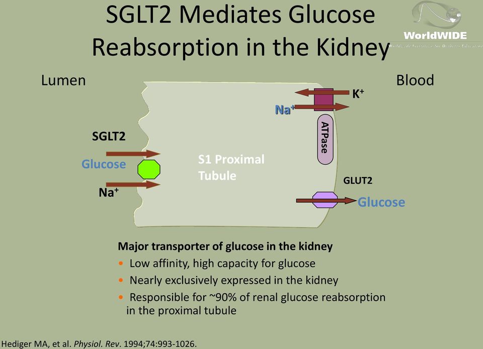 high capacity for glucose Nearly exclusively expressed in the kidney Responsible for ~90% of