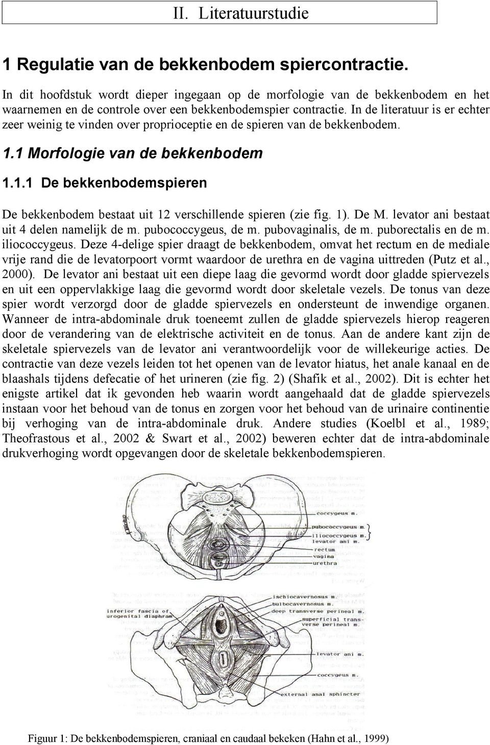 In de literatuur is er echter zeer weinig te vinden over proprioceptie en de spieren van de bekkenbodem.. Morfologie van de bekkenbodem.