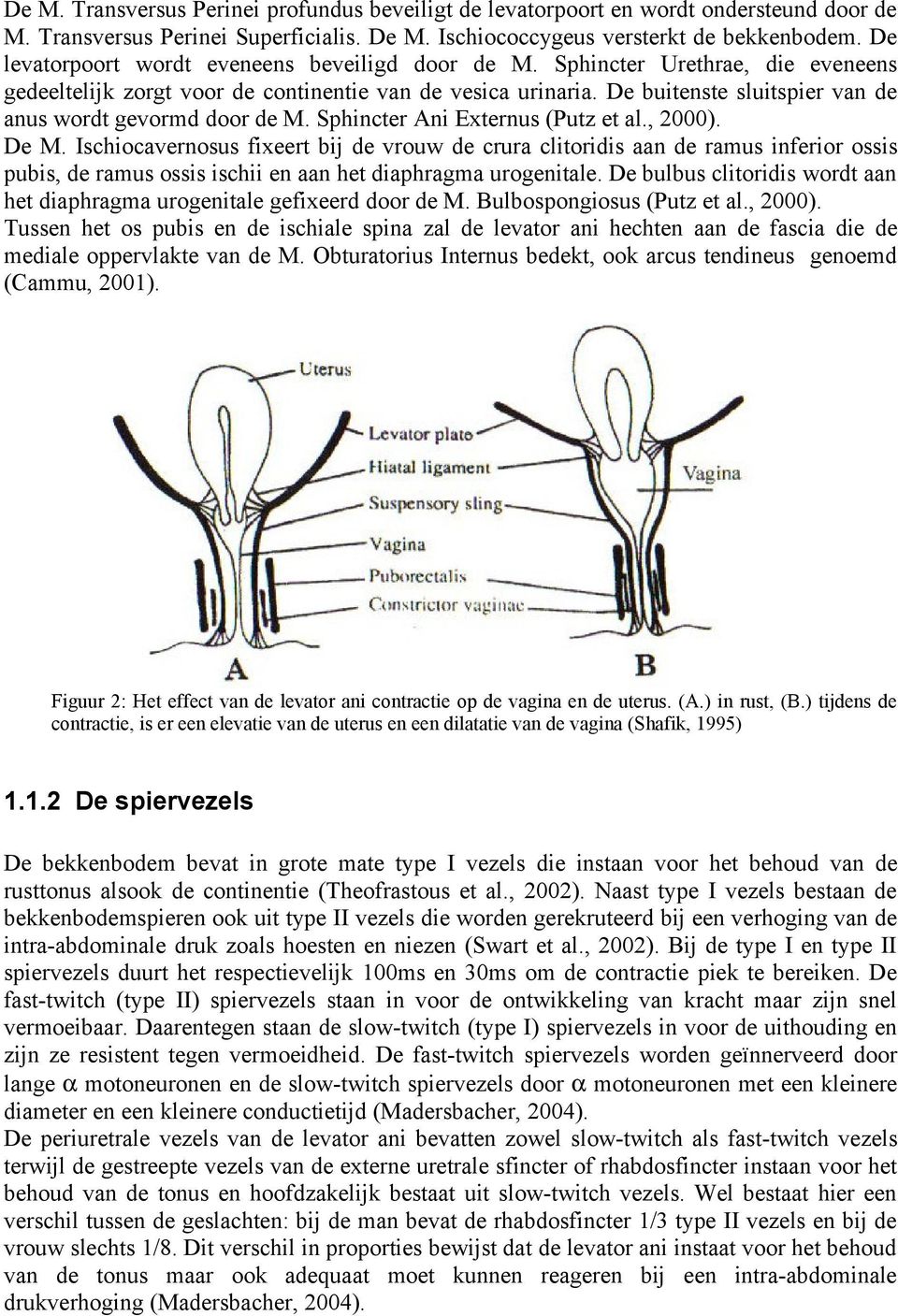 De buitenste sluitspier van de anus wordt gevormd door de M. Sphincter Ani Externus (Putz et al., ). De M.