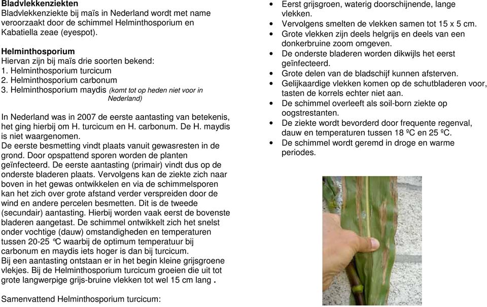 Helminthosporium maydis (komt tot op heden niet voor in Nederland) In Nederland was in 2007 de eerste aantasting van betekenis, het ging hierbij om H. turcicum en H. carbonum. De H.