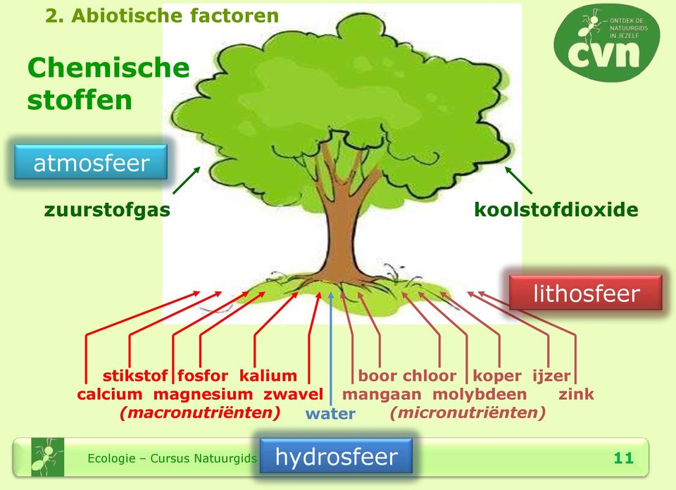 kalium boor chloor koper ijzer calcium magnesium zwavel