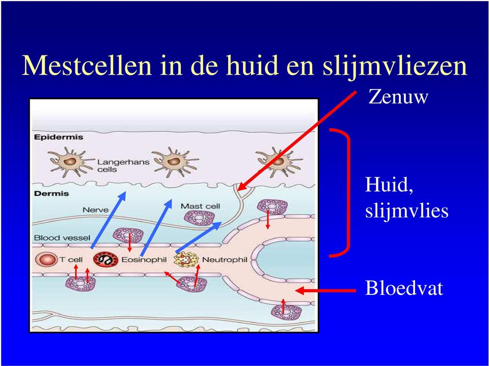 slijmvliezen