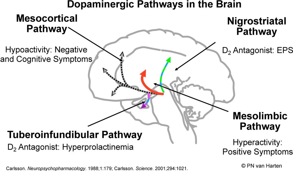 Pathway D 2 Antagonist: Hyperprolactinemia Carlsson. Neuropsychopharmacology.