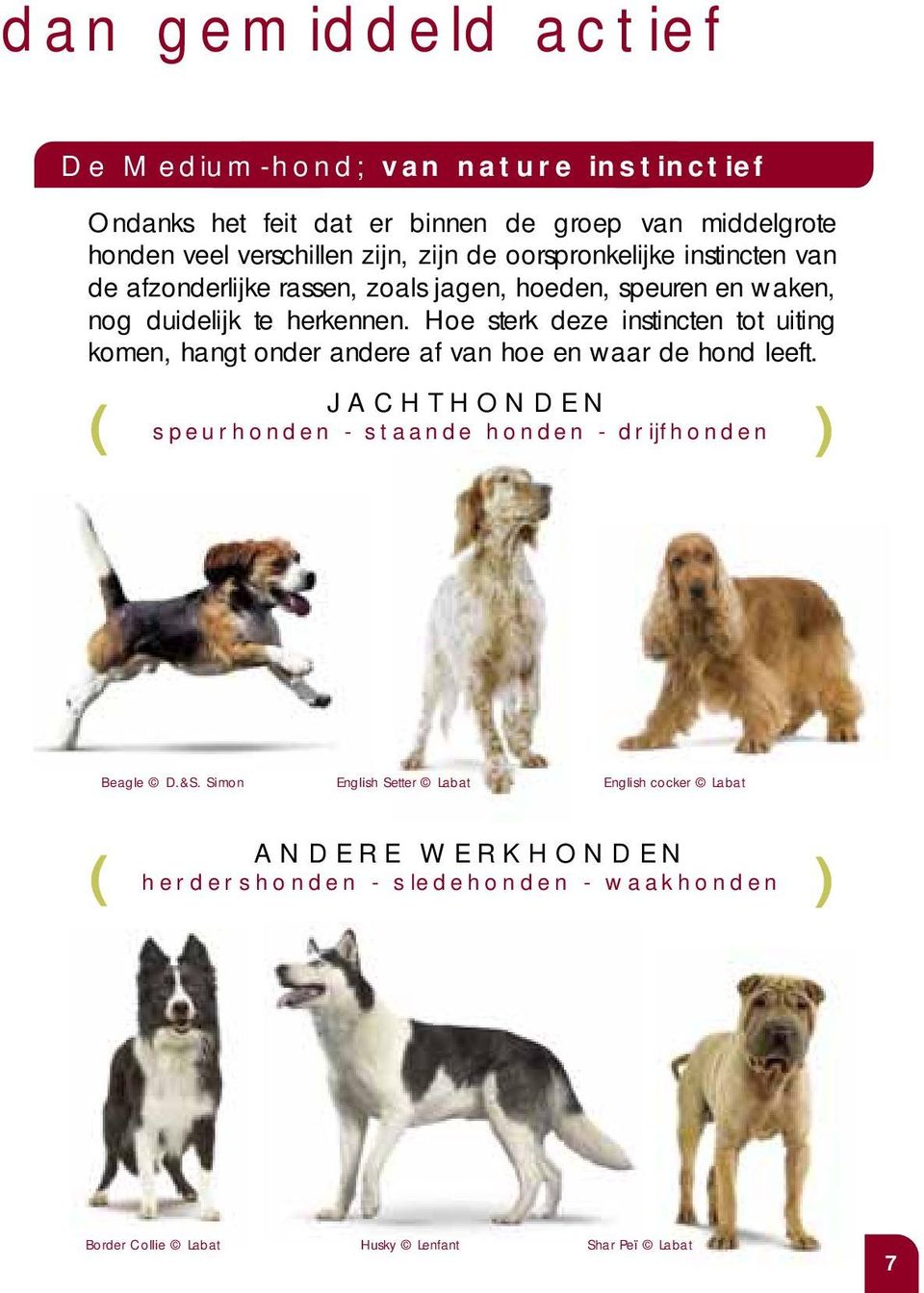 Hoe sterk deze instincten tot uiting komen, hangt onder andere af van hoe en waar de hond leeft.