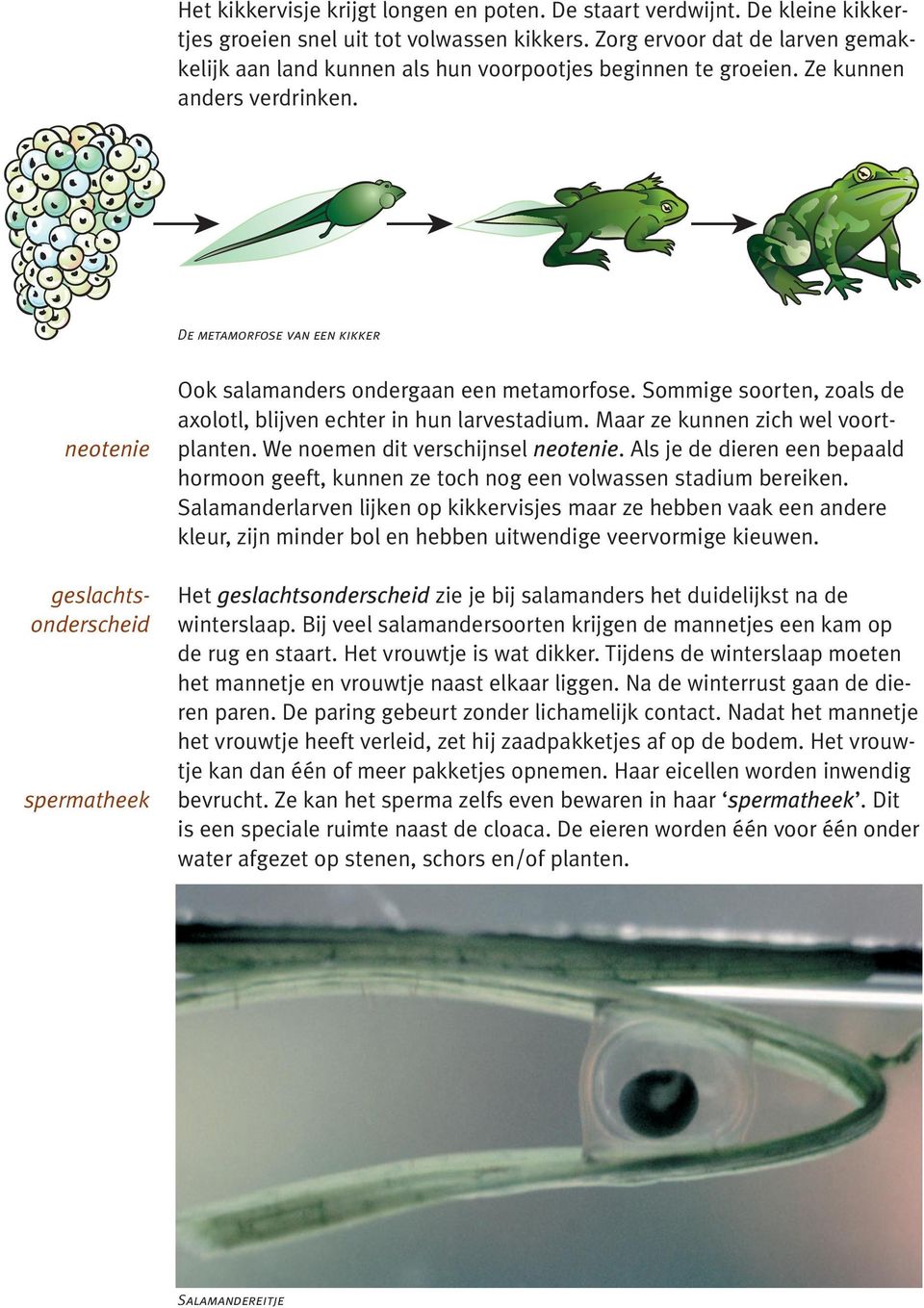 De metamorfose van een kikker neotenie geslachtsonderscheid spermatheek Ook salamanders ondergaan een metamorfose. Sommige soorten, zoals de axolotl, blijven echter in hun larvestadium.