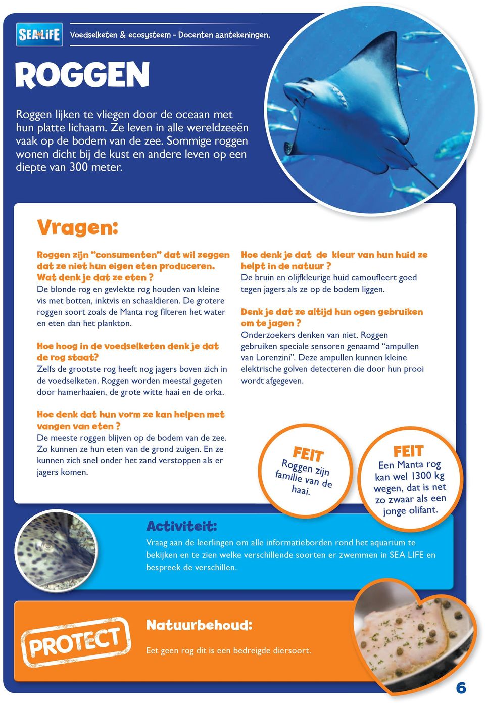 De blonde rog en gevlekte rog houden van kleine vis met botten, inktvis en schaaldieren. De grotere roggen soort zoals de Manta rog filteren het water en eten dan het plankton.