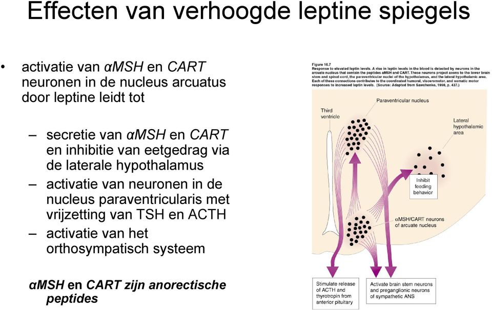 laterale hypothalamus activatie van neuronen in de nucleus paraventricularis met vrijzetting