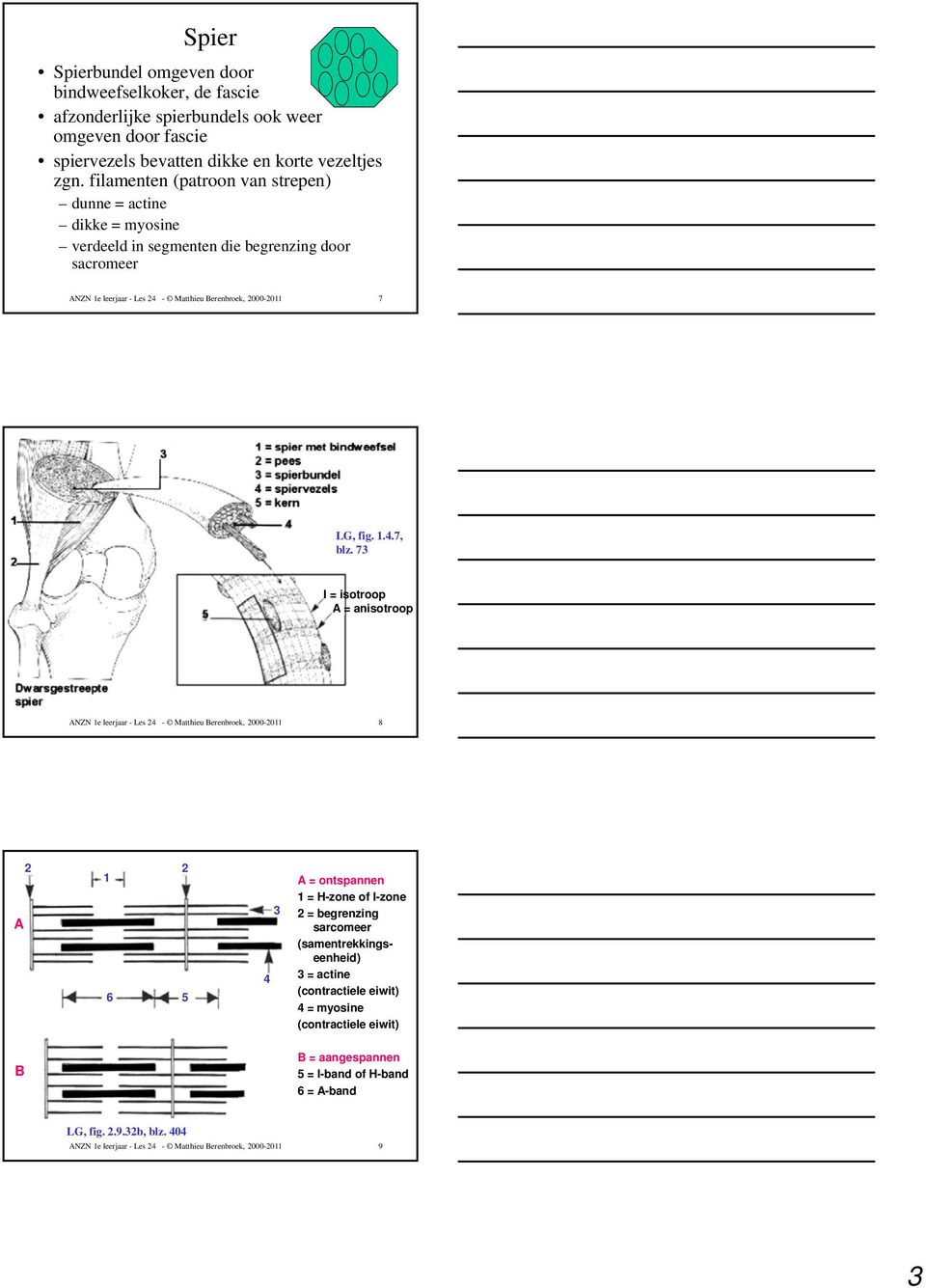 73 I = isotroop A = anisotroop ANZN 1e leerjaar - Les 24 - Matthieu Berenbroek, 2000-2011 8 A 2 1 6 2 5 4 3 A = ontspannen 1 = H-zone of I-zone 2 = begrenzing sarcomeer