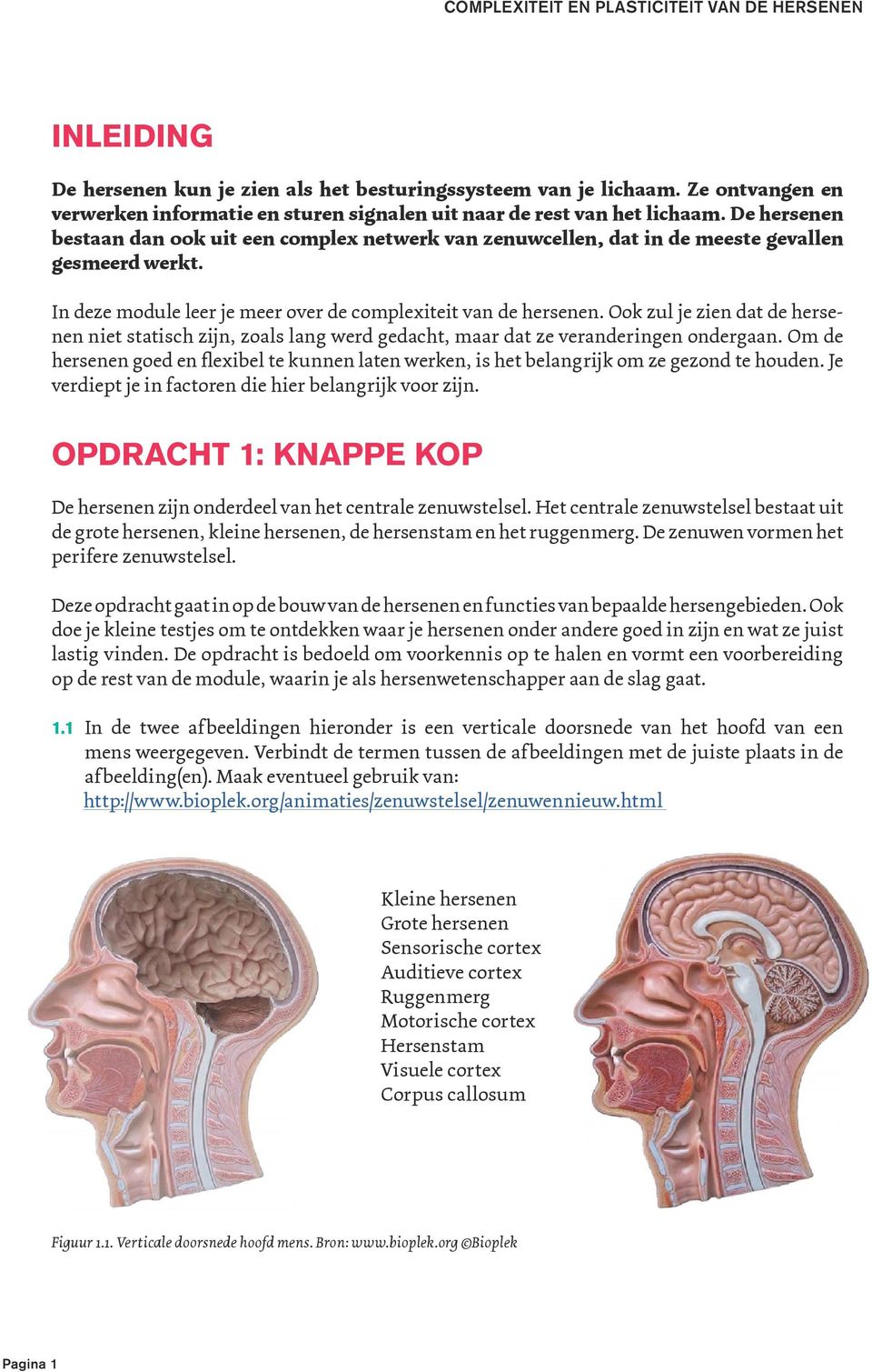 Ook zul je zien dat de hersenen niet statisch zijn, zoals lang werd gedacht, maar dat ze veranderingen ondergaan.