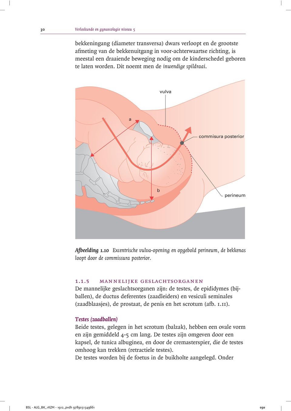 10 Excentrische vulva-opening en opgebold perineum, de bekkenas loopt door de commissura posterior. 1.1.5 mannelijke geslachtsorganen De mannelijke geslachtsorganen zijn: de testes, de epididymes