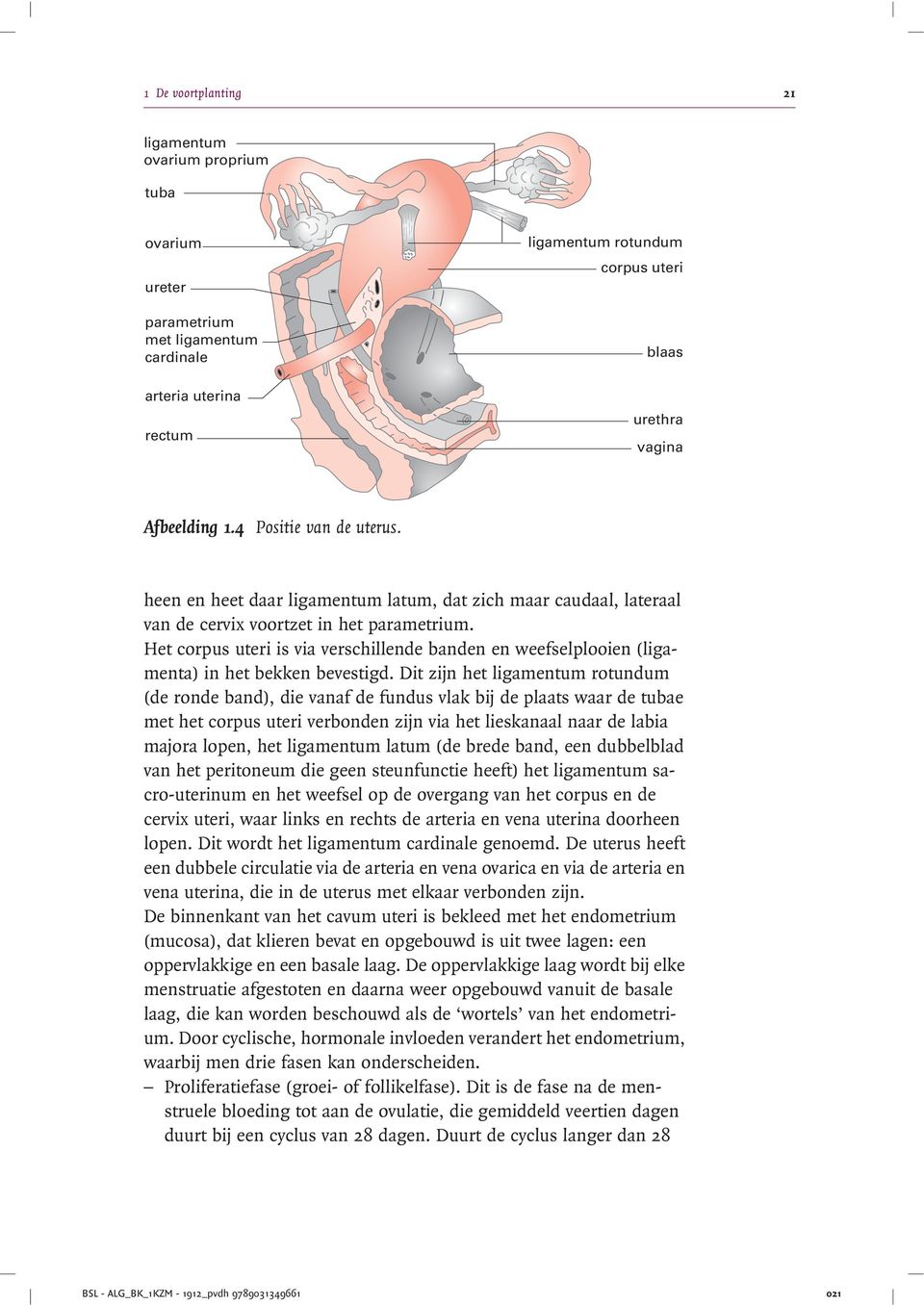 Het corpus uteri is via verschillende banden en weefselplooien (ligamenta) in het bekken bevestigd.