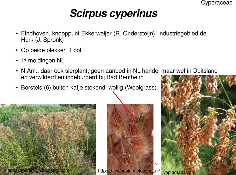 , daar ook sierplant; geen aanbod in NL handel maar wel in Duitsland en verwilderd en ingeburgerd bij Bad Bentheim