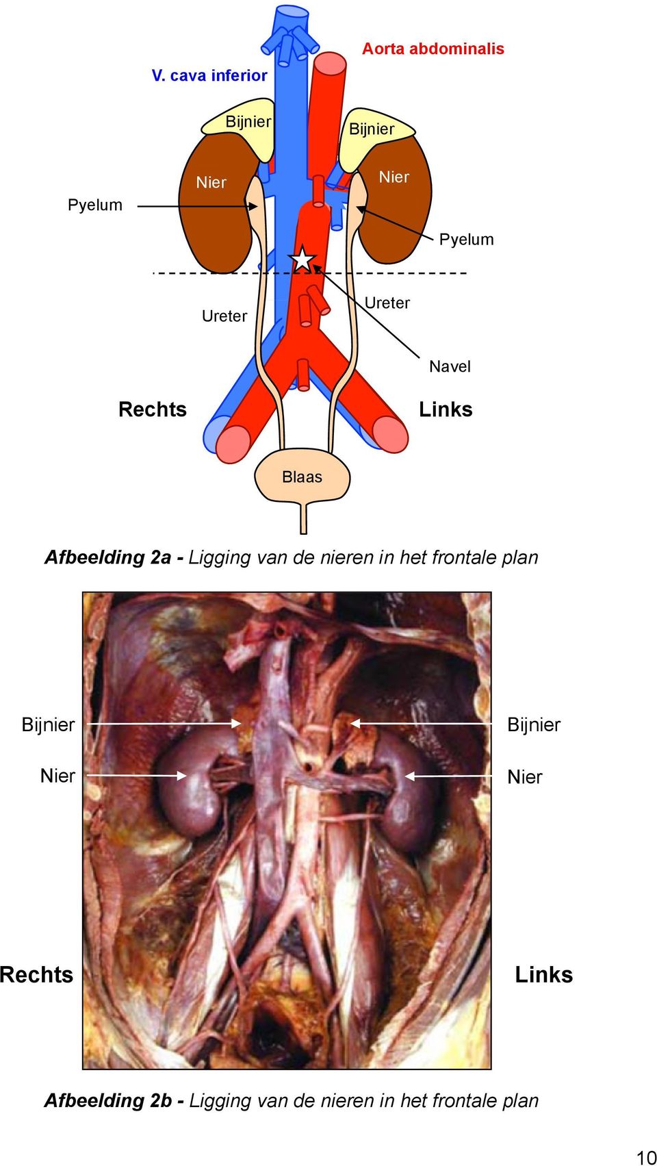 Ligging van de nieren in het frontale plan Bijnier Nier Bijnier Nier