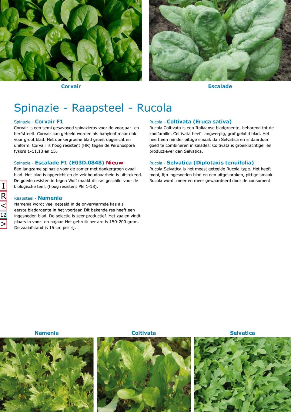 Spinazie - Escalade F1 (E03D.0848) Nieuw Een langzame spinazie voor de zomer met donkergroen ovaal blad. Het blad is opgericht en de veldhoudbaarheid is uitstekend.