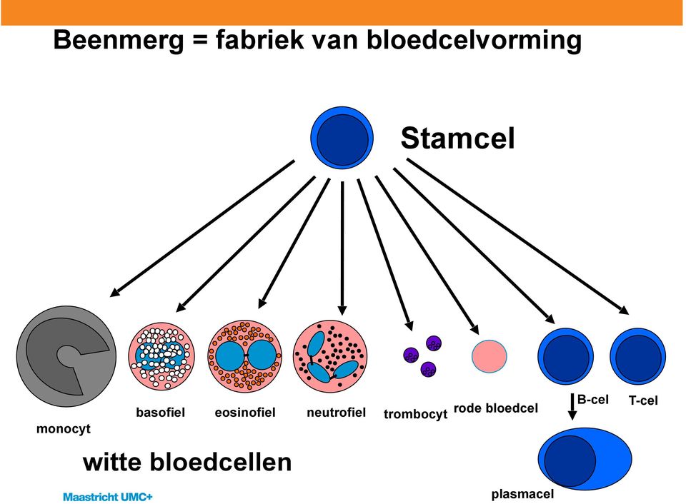 basofiel eosinofiel neutrofiel