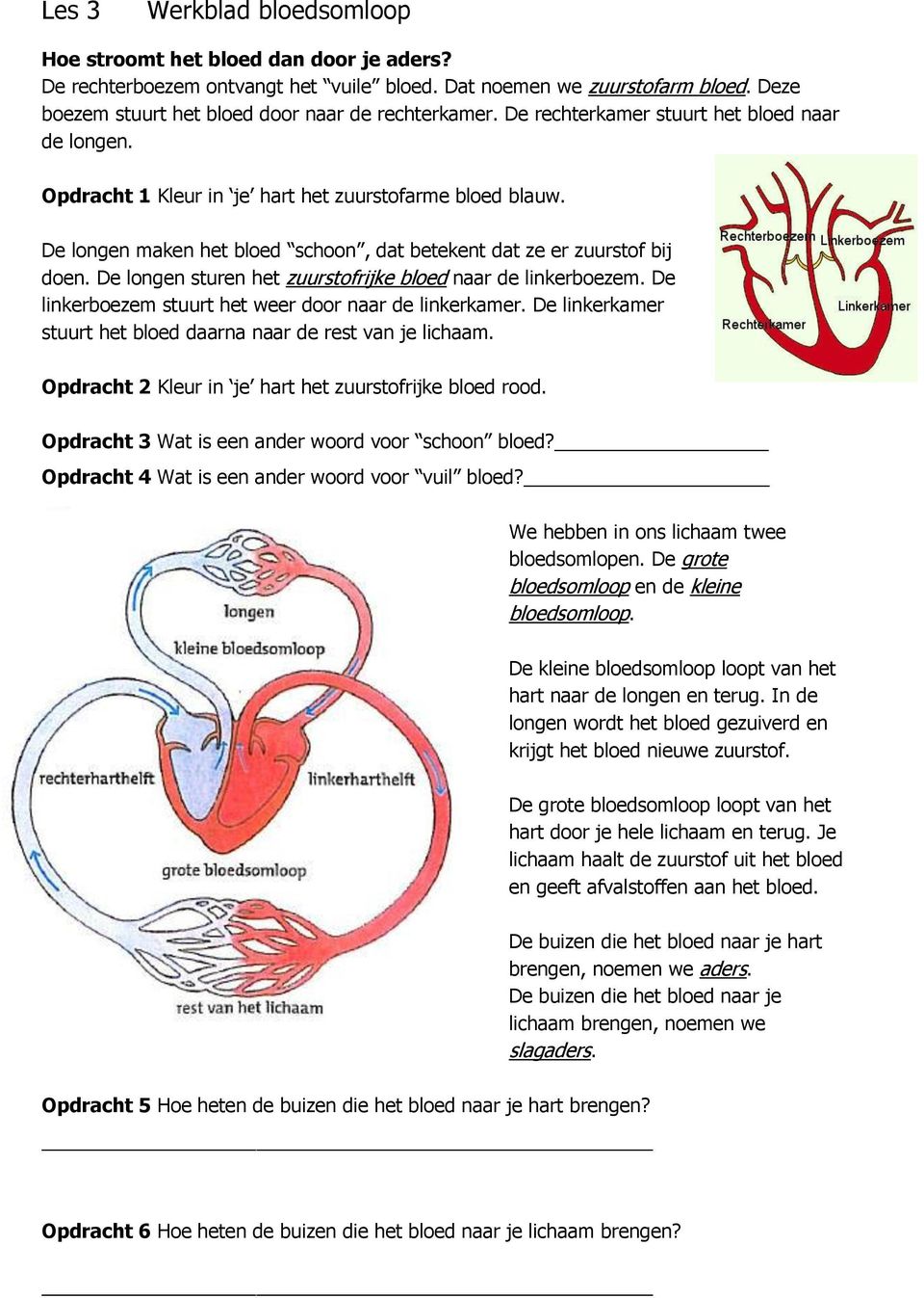 De longen sturen het zuurstofrijke bloed naar de linkerboezem. De linkerboezem stuurt het weer door naar de linkerkamer. De linkerkamer stuurt het bloed daarna naar de rest van je lichaam.