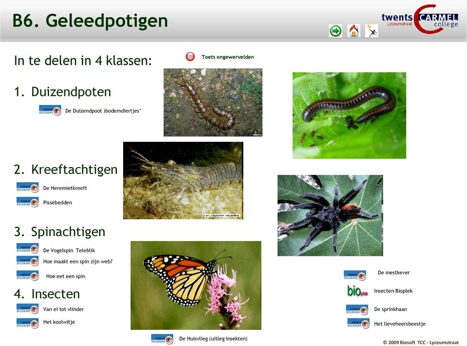 Spinachtigen De Vogelspin Teleblik Hoe maakt een spin zijn web? Hoe eet een spin 4.