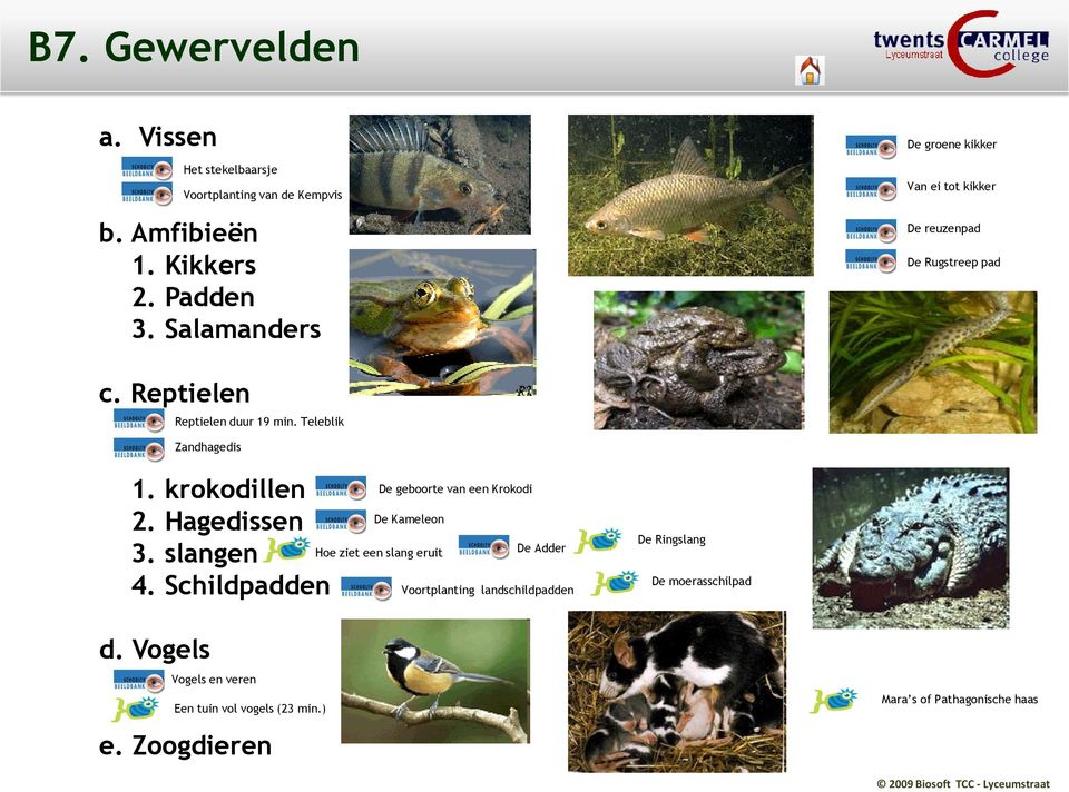 Teleblik Zandhagedis 1. krokodillen 2. Hagedissen 3. slangen 4.