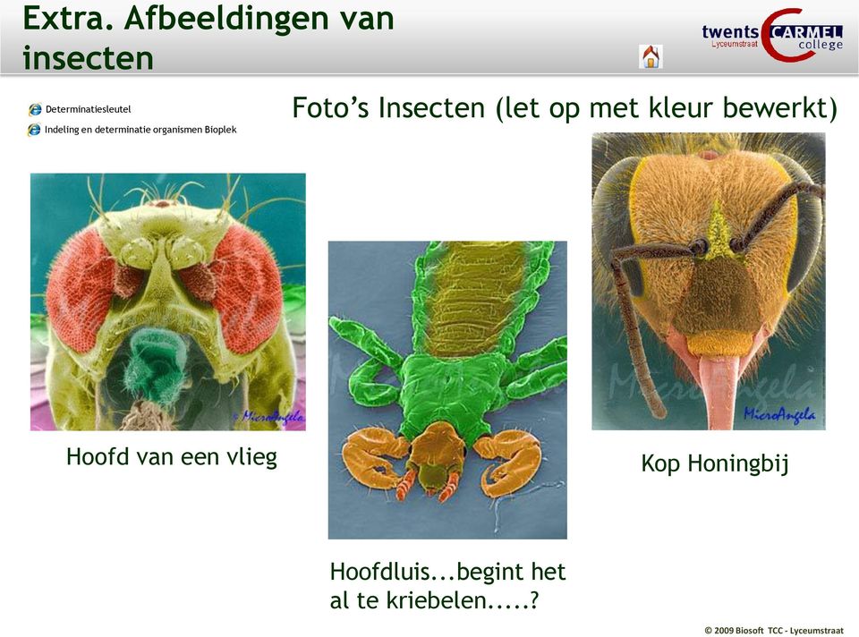 Indeling en determinatie organismen Bioplek Foto s