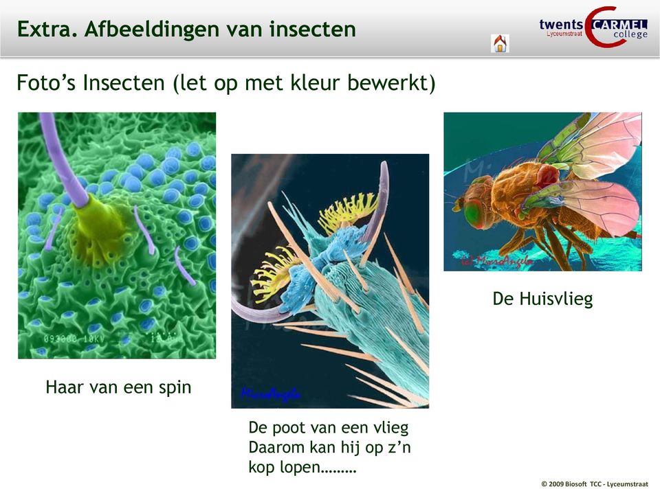 Insecten (let op met kleur bewerkt) De