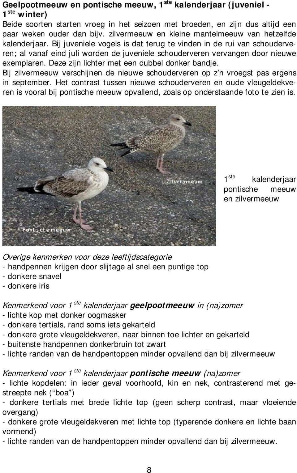 Bij juveniele vogels is dat terug te vinden in de rui van schouderveren; al vanaf eind juli worden de juveniele schouderveren vervangen door nieuwe exemplaren.