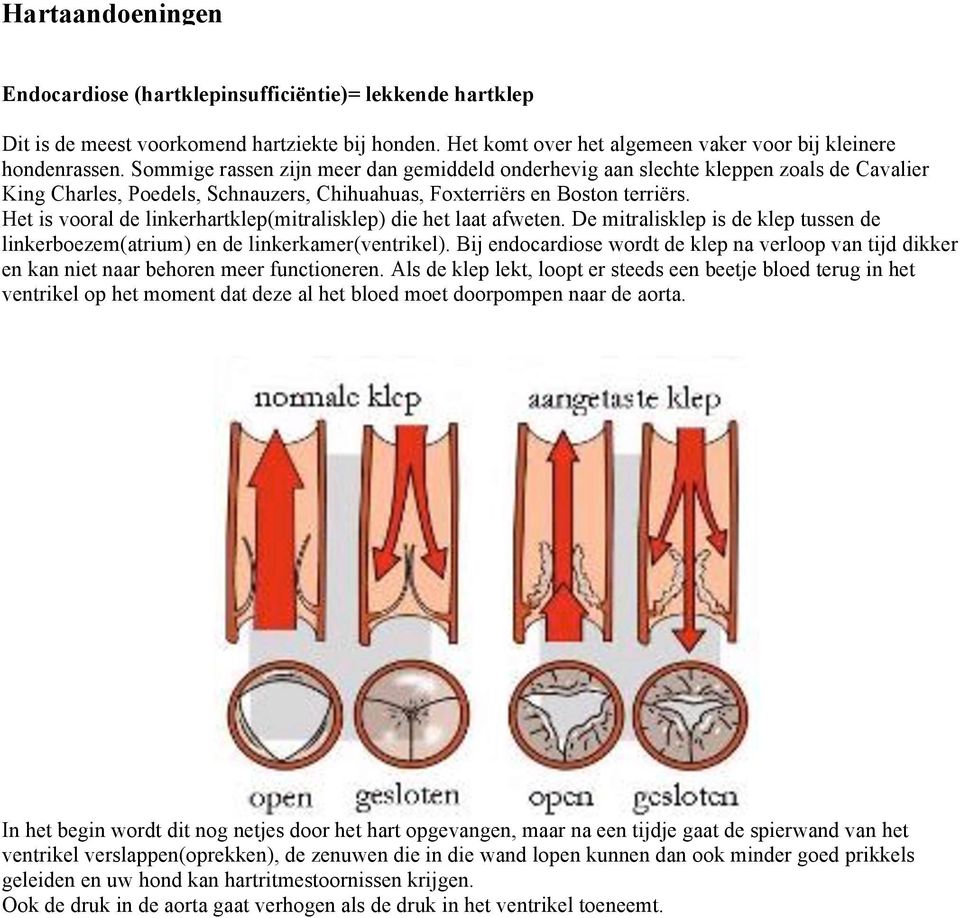 Het is vooral de linkerhartklep(mitralisklep) die het laat afweten. De mitralisklep is de klep tussen de linkerboezem(atrium) en de linkerkamer(ventrikel).